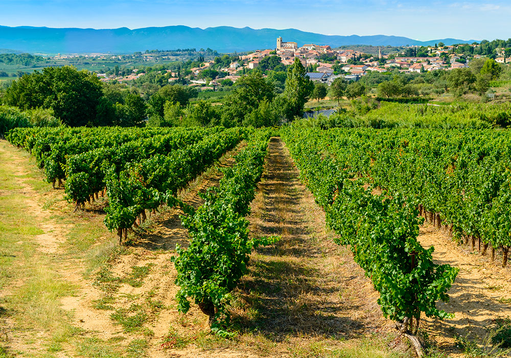 wine-growing land in beziers