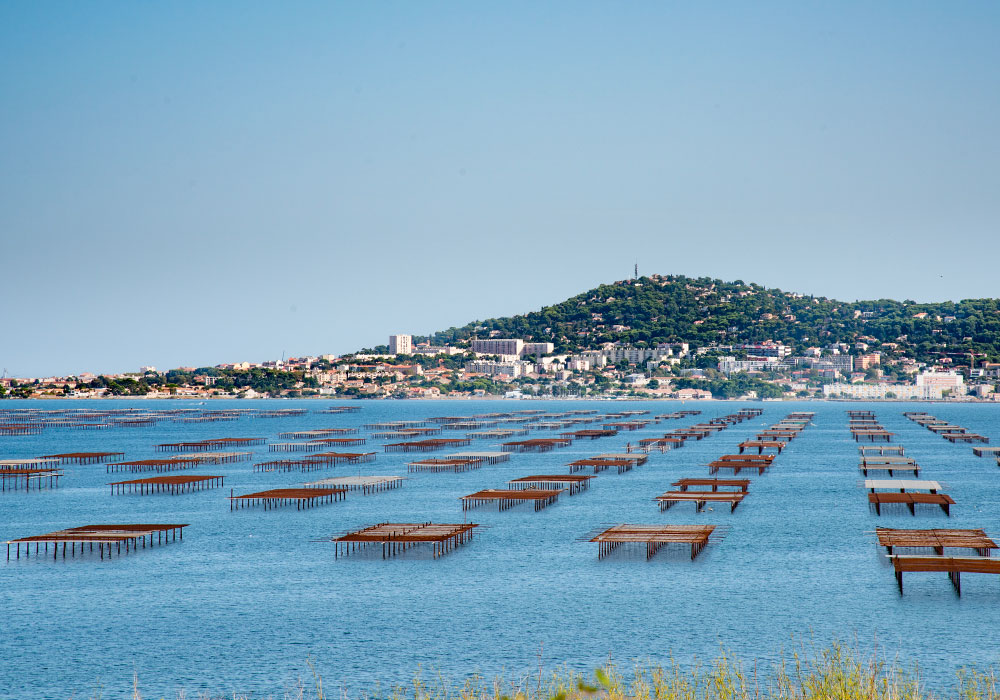 visit etang de thau near marseillan